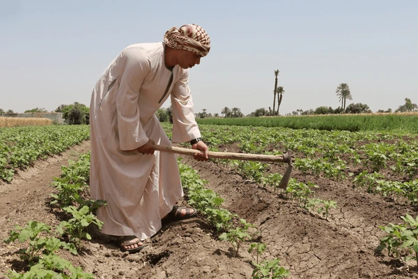 “الغطاء النباتي” يدعم زراعة 100 ألف شجرة بمملكة البحرين ضمن مبادرة التنمية الخضراء